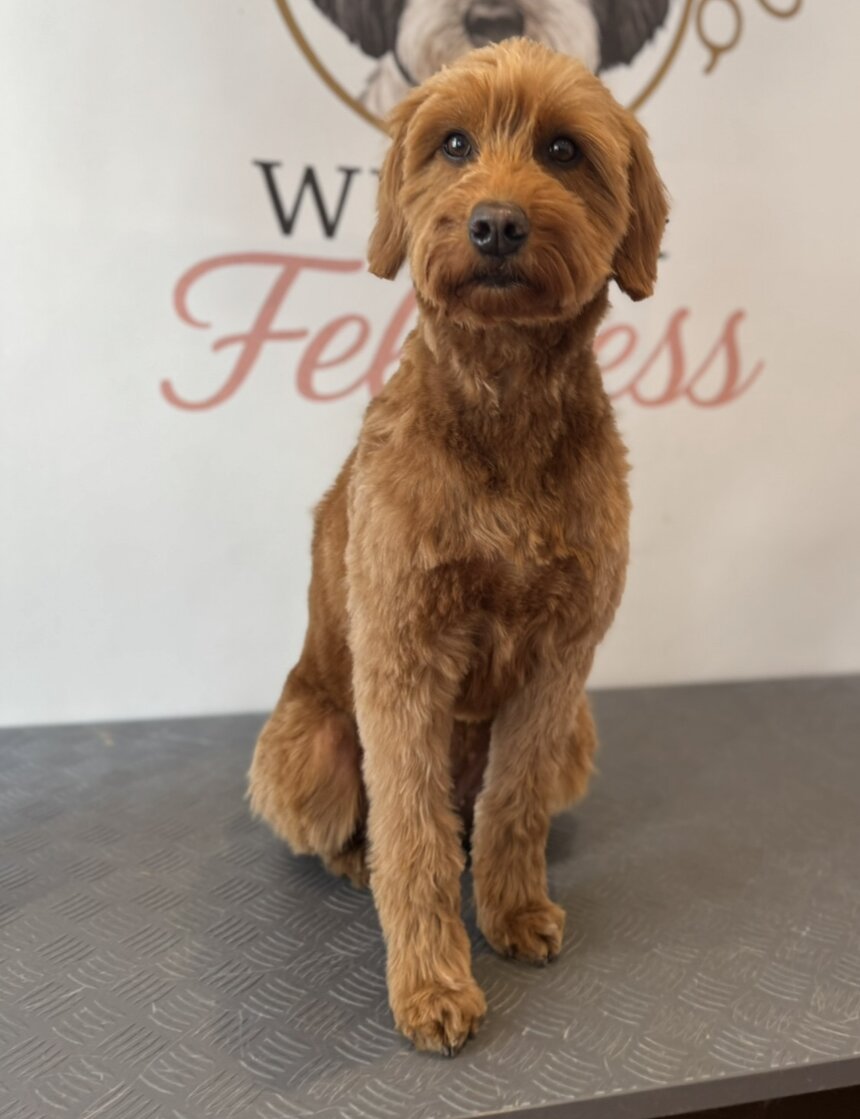 Frisch getrimmter rotbrauner Labradoodle sitzt aufmerksam auf Metalltisch