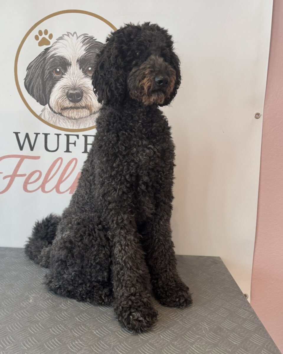 Schwarzer lockiger Hund sitzt aufmerksam vor einem Hundesalon Logo