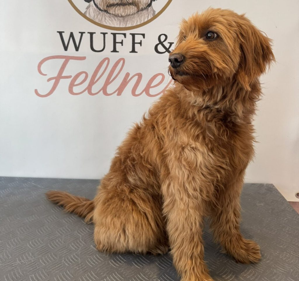 Aufmerksamer rotbrauner Labradoodle sitzt vor einem Wuff und Fellner Schild