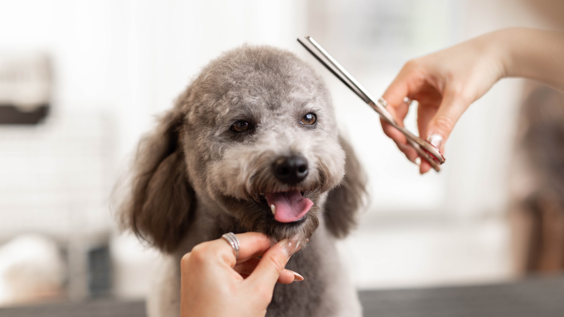 Eine hübsche, blonde Hundefriseurin schneidet einem reinrassigen Pudelwelpen die Haare.