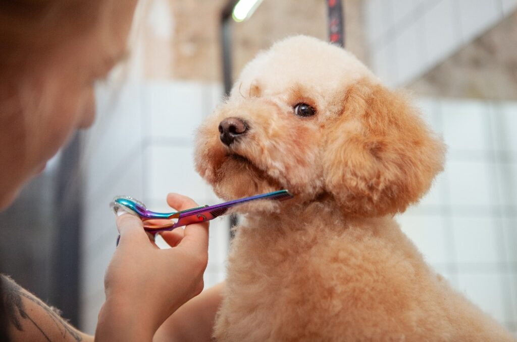 Nahaufnahme eines süßen, flauschigen Hundes, dem ein professioneller Hundefriseur das Fell schneidet