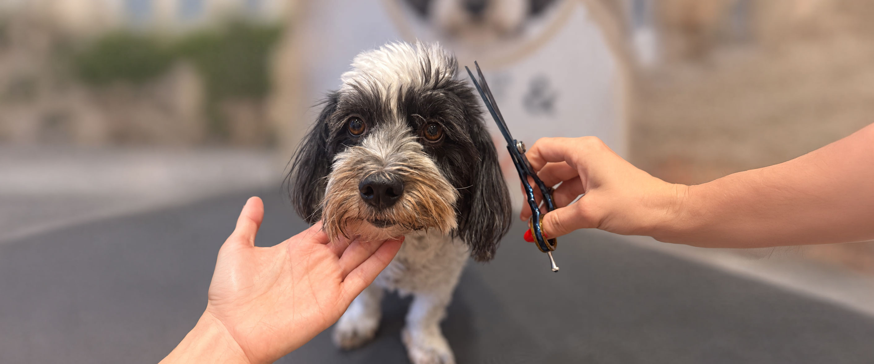 Kleiner schwarz weisser Hund wird ruhig mit einer Schere gepflegt