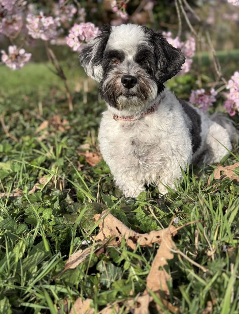 Schwarz weisser Hund liegt aufmerksam im Gras vor rosa Kirschblueten