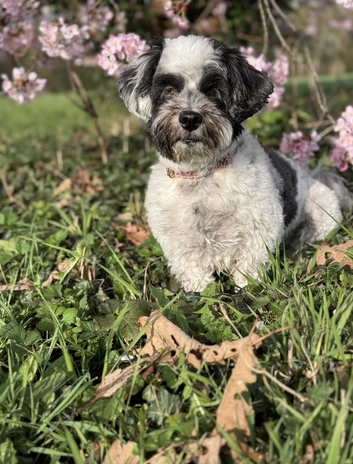 Schwarz weisser Hund liegt aufmerksam im Gras vor rosa Kirschblueten