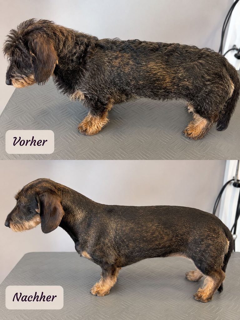 Rauhaardackel vor und nach der Fellpflege mit braun schwarzem Fell