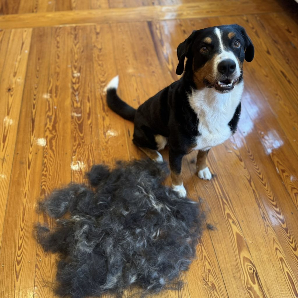 Dreifarbiger Hund sitzt freudig neben einem Haufen ausgebuerstetem Fell