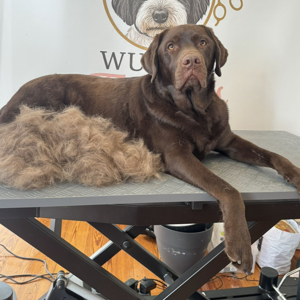 Entspannter brauner Labrador auf Pflegetisch neben ausgebuerstetem Fellhaufen
