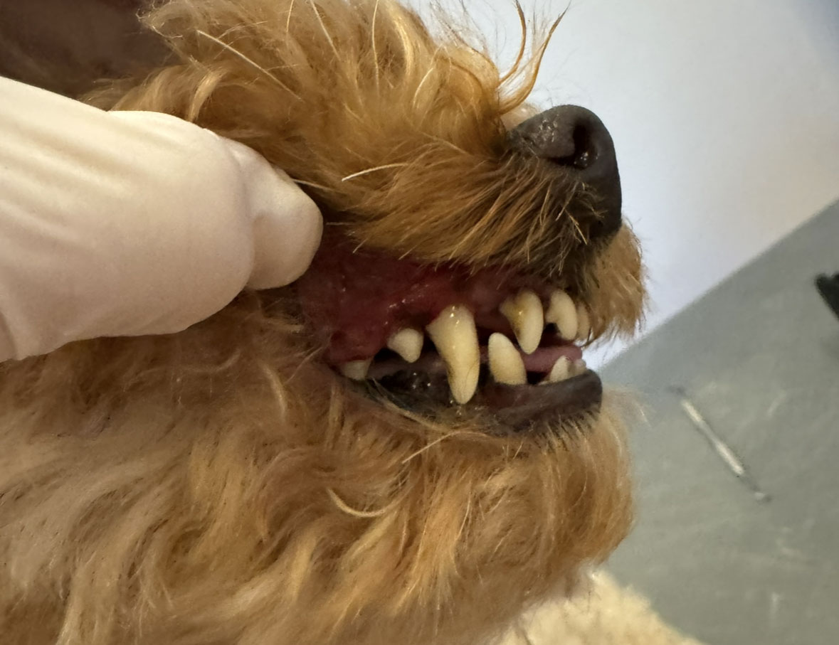 Tierarzt untersucht mit Handschuh Zaehne und rotes Zahnfleisch eines Hundes