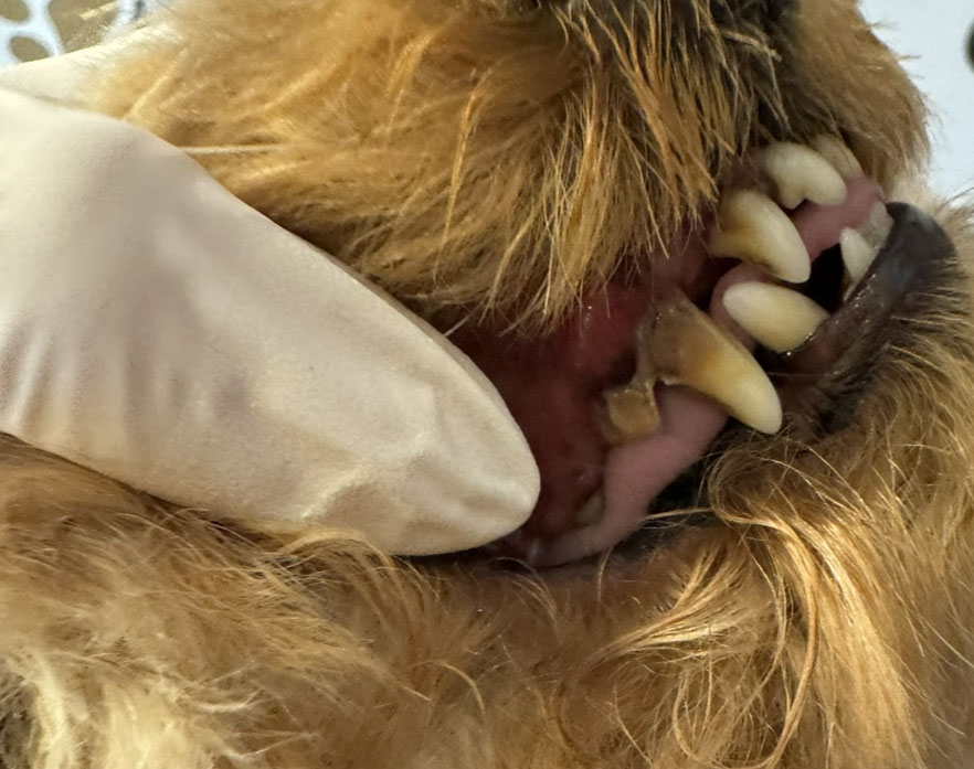 Behandschuhte Hand zeigt Zaehne eines braunen Hundes mit Zahnstein