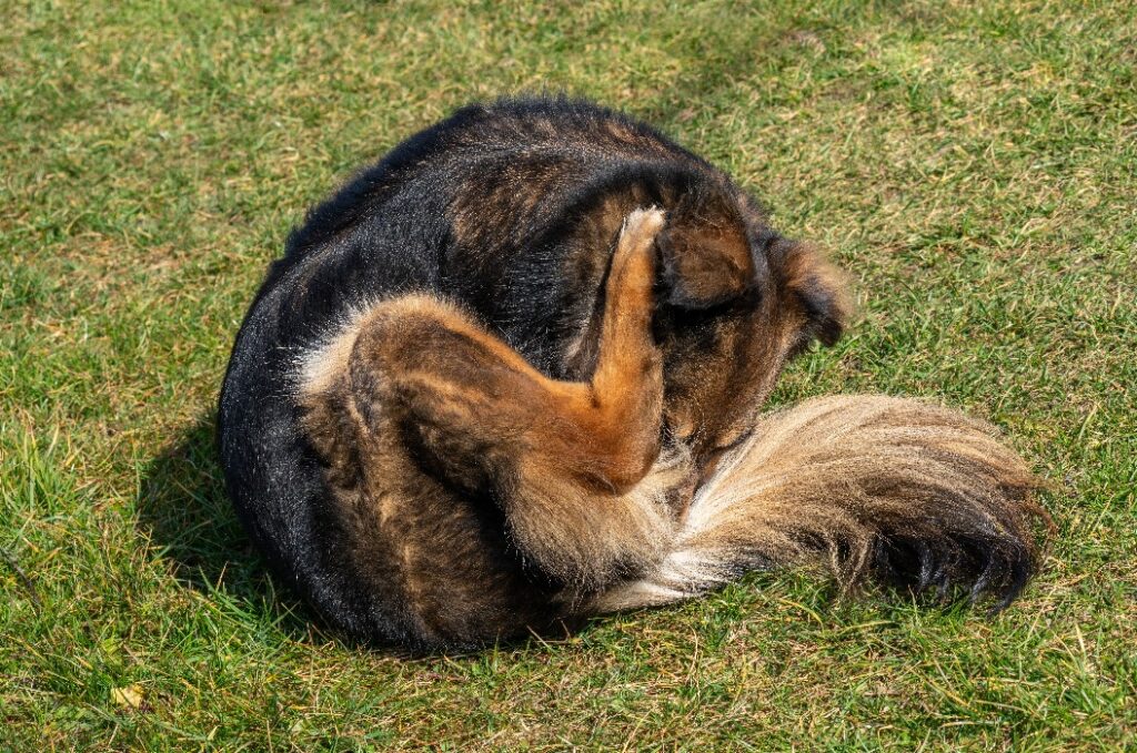 Der Hund juckt sich wegen verstopfter Analdrüsen (Analsackentzündung) und beißt sich in den Hintern