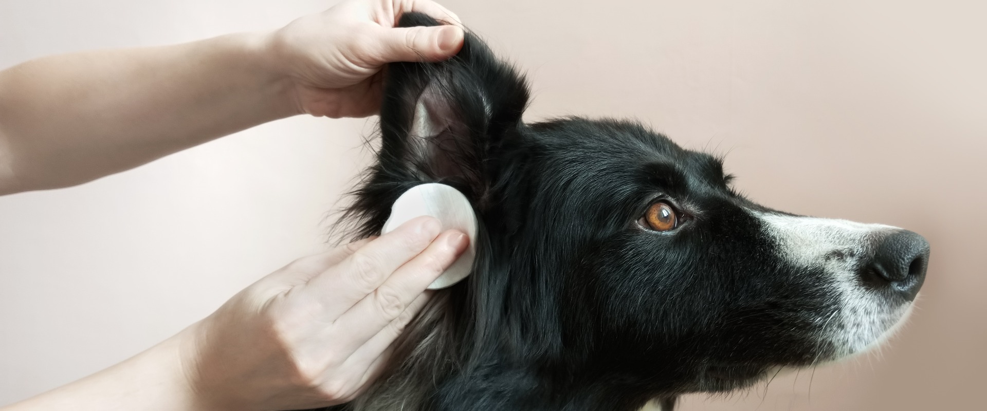 Die Hände einer kaukasischen Frau reinigen die Ohren eines Border Collies mit einem Wattepad. Nahaufnahme vor einem beigen Hintergrund.