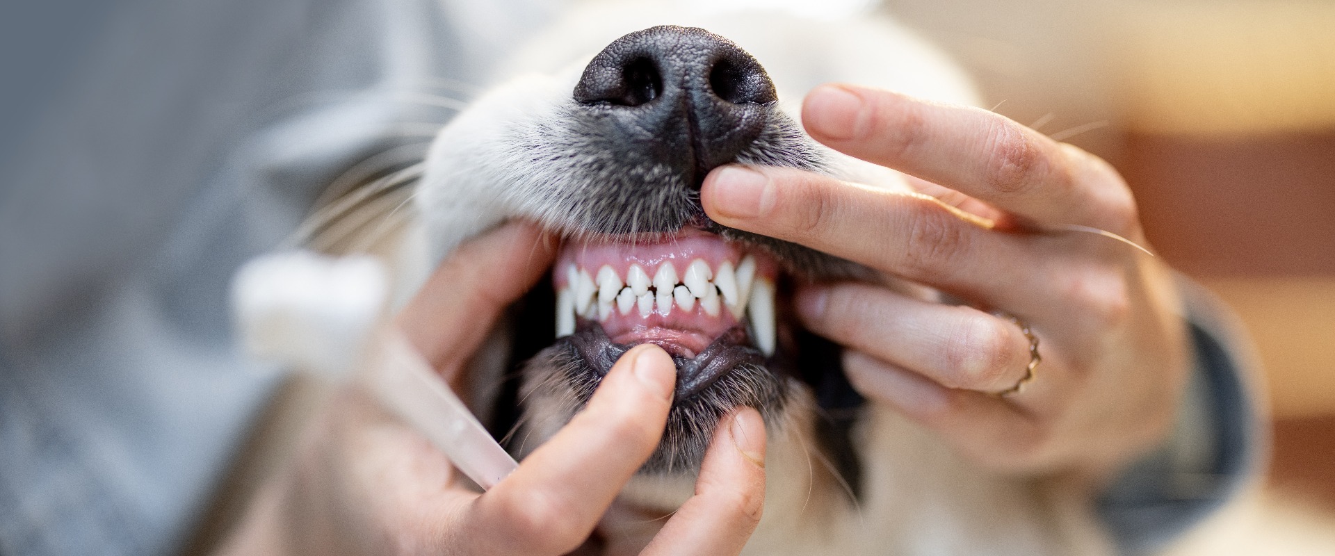 Die Maus für die Zahnreinigung beim Hund öffnen