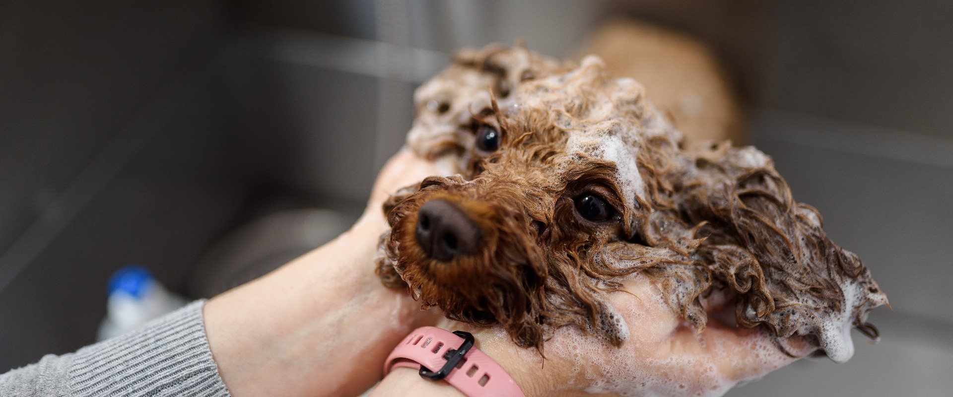 Ein brauner Pudel wird im Salon gepflegt. Eine Frau wäscht den süßen Hund. Der Hund ist nass und mit Shampoo eingeseift. Konzept zur Tierpflege und Hundepflege. Platz für Text