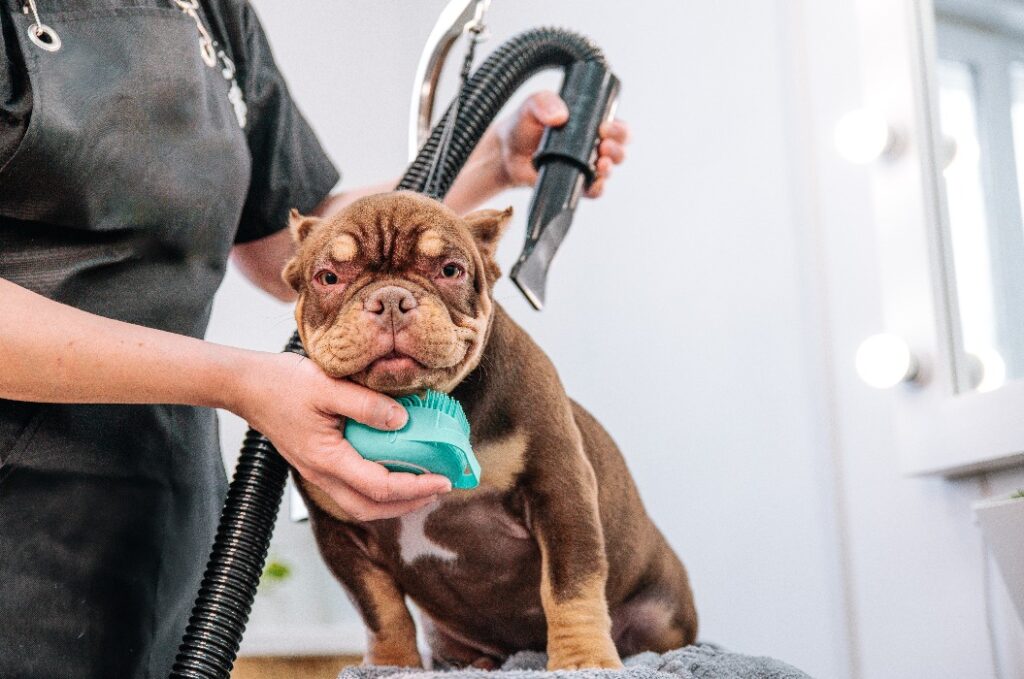 Ein wunderschöner brauner American-Bully-Welpe in einem Hundesalon. Der Hund wird mit einem Föhn getrocknet und gekämmt. Hundespa.