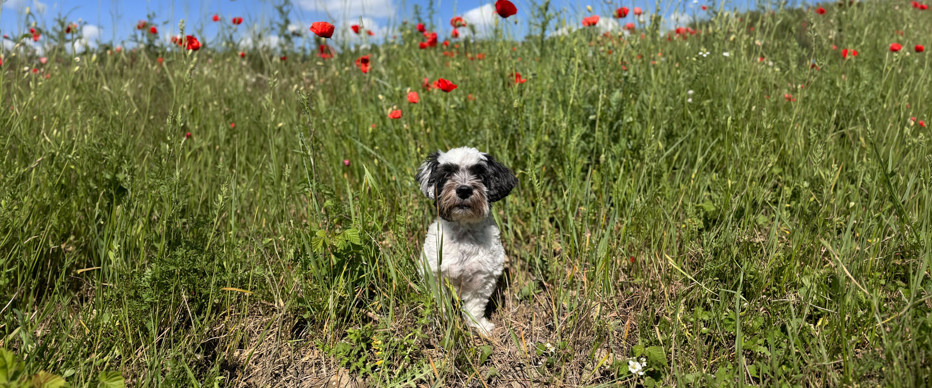 KI-bearbeitet: Schwarz weisser Hund sitzt aufmerksam auf einer Wiese mit roten Mohnblumen
