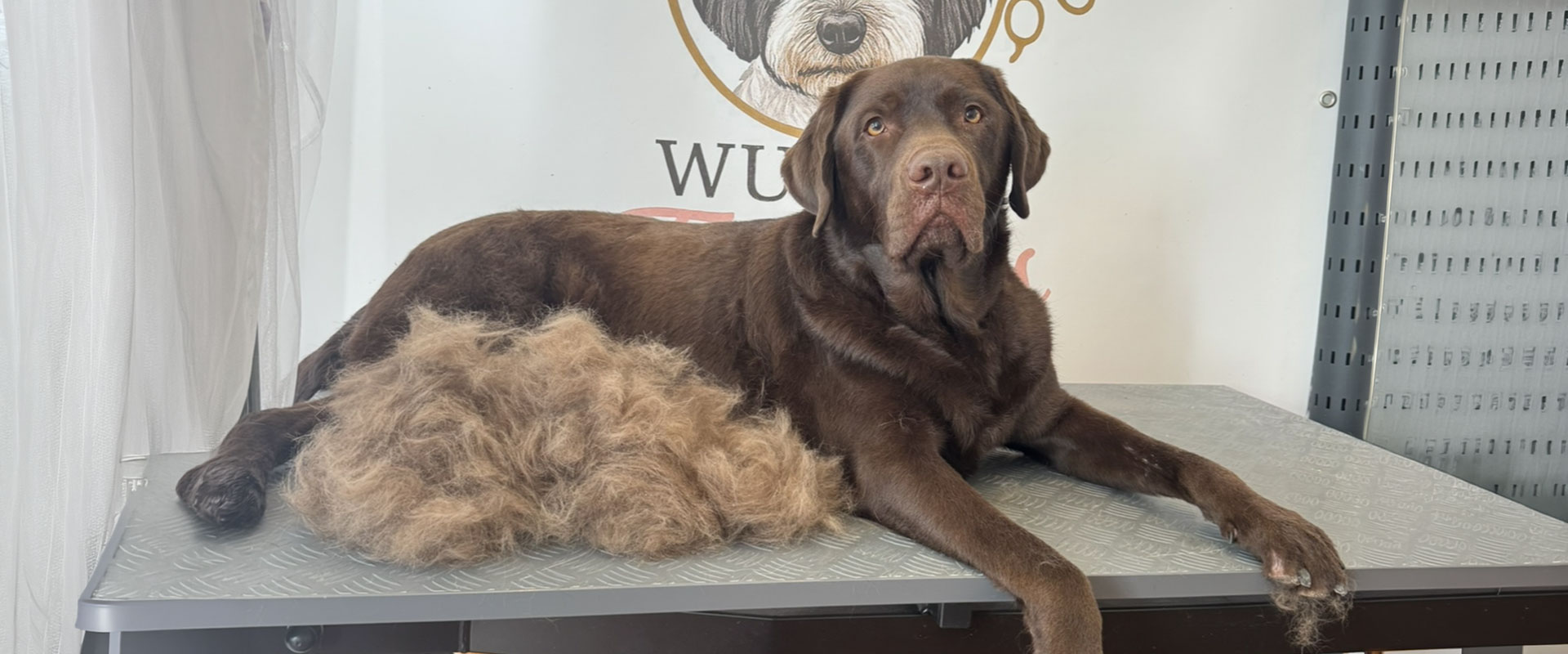 Brauner Labrador liegt entspannt auf Pflegetisch neben ausgekaemmtem Fell