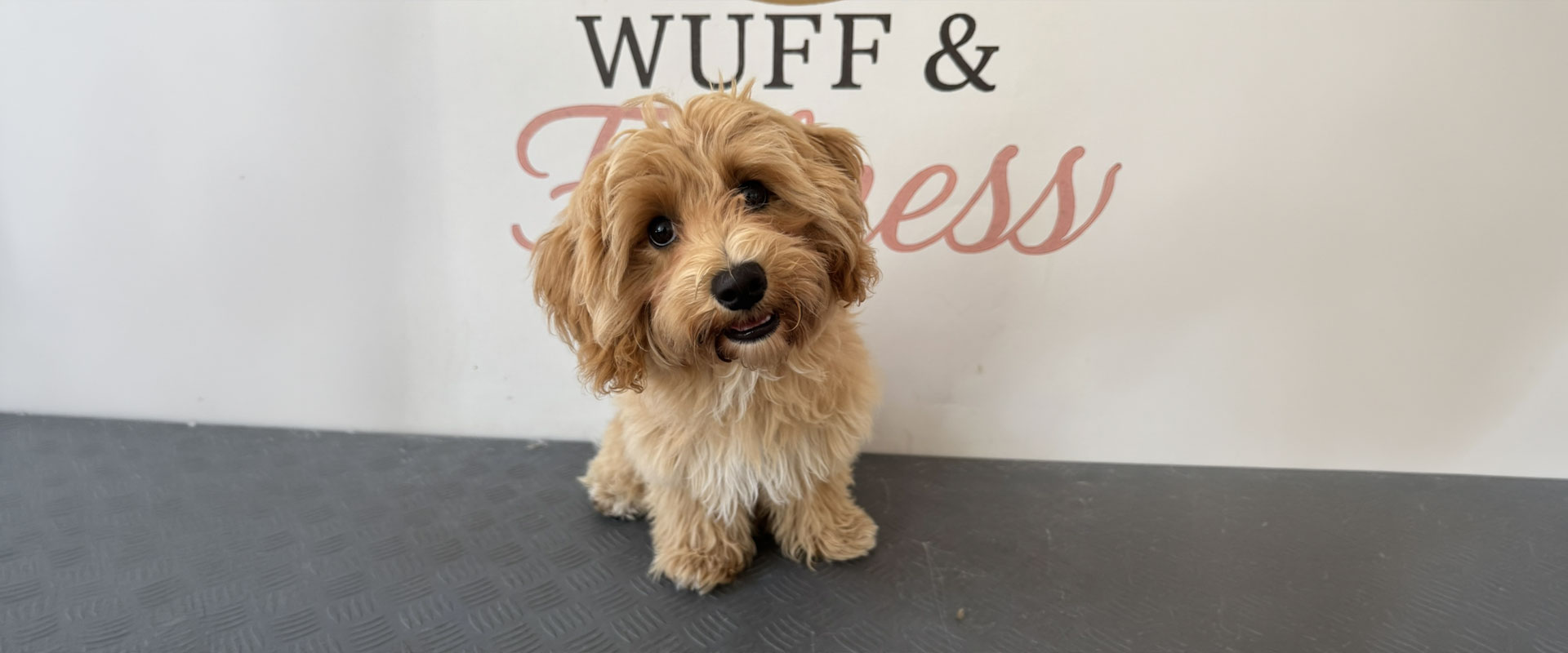 Kleiner goldbrauner Hund mit lockigem Fell sitzt froehlich vor Wuff Logo