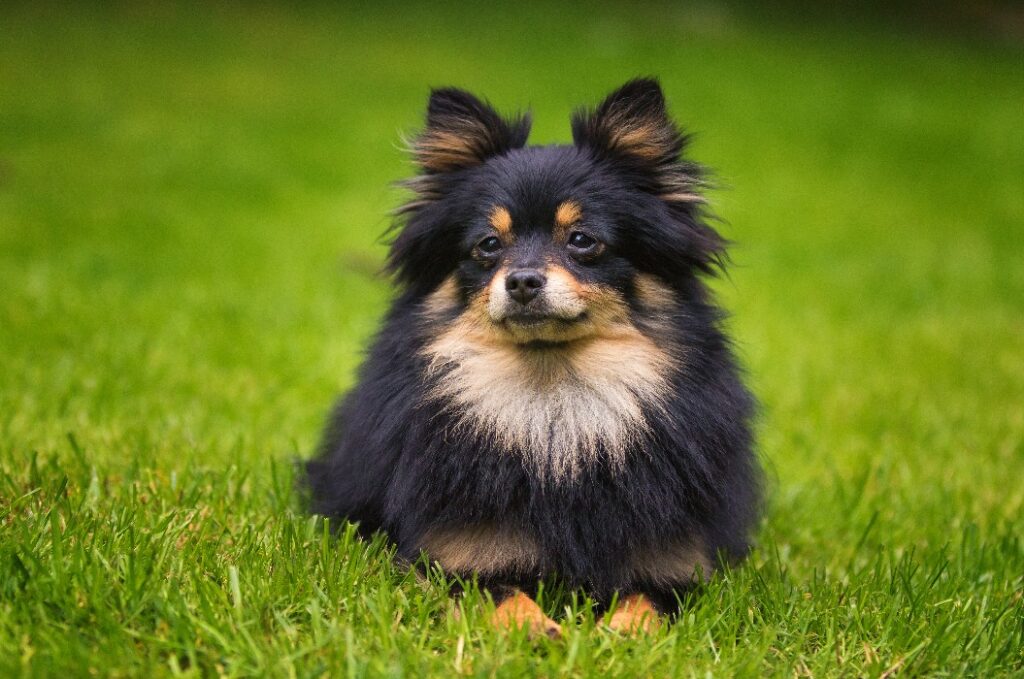 Hund: Pomeranian-Spitz