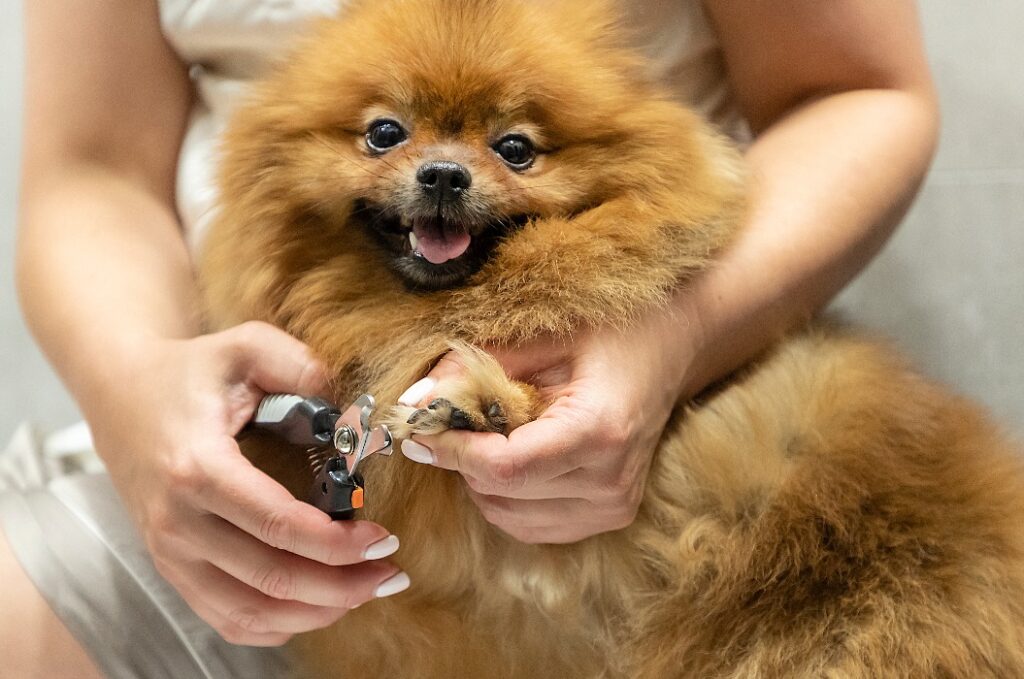 Hundekrallen zu Hause schneiden. Eine Frau schneidet einem Pomeranian-Spitz die Krallen, der Hund freut sich.