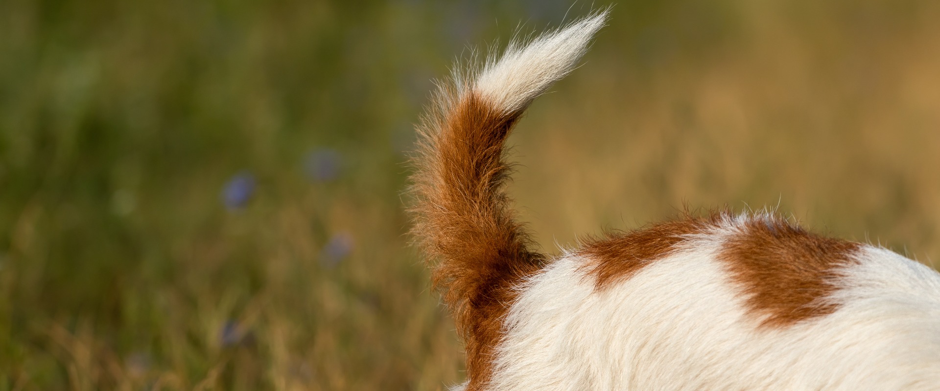 Hundeschwanz und -rücken, übelriechende Analdrüsen oder Hundekot, Durchfall – Grundbegriffe