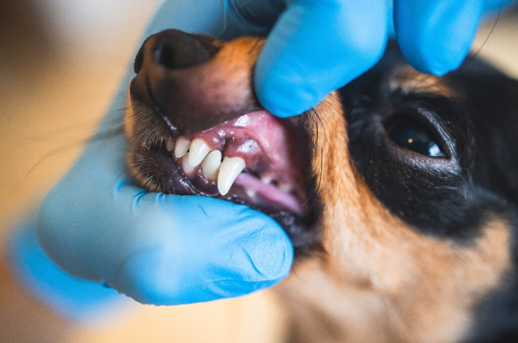 Tierarzt, der einen kleinen Hund im Arm hält und ihm zu Hause mit Zahnpasta und Zahnseide die Zähne putzt und aufhellt – Zahnhygiene bei einem kleinen schwarzen jungen Hund, häusliche Zahnbehandlung, Blick auf die Hände