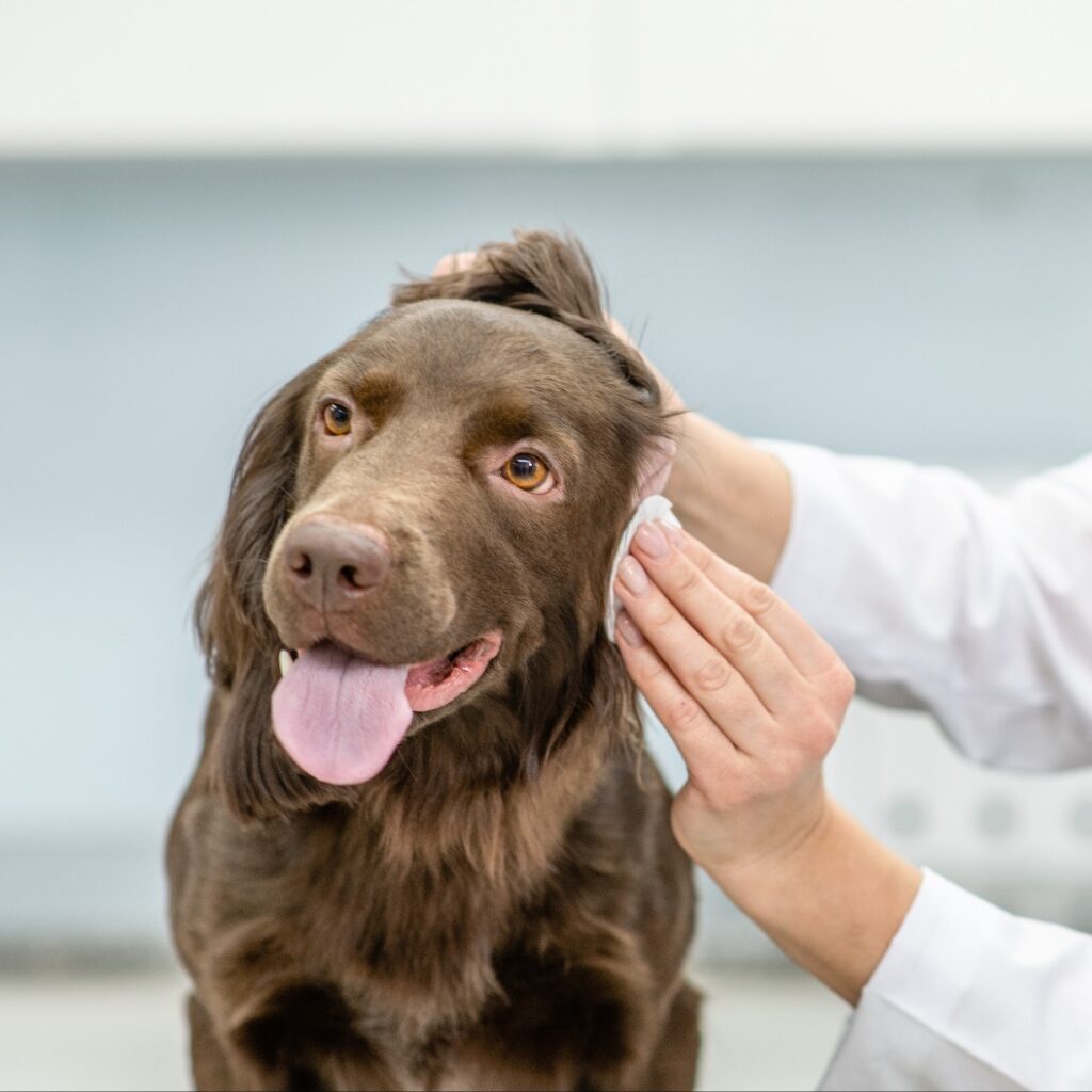 Tierarzt reinigt das Ohr eines Hundes in der Tierarztpraxis
