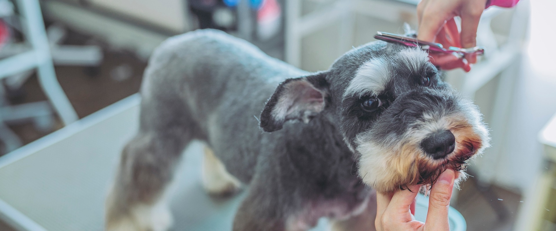 Tierfriseur – Hundefriseur